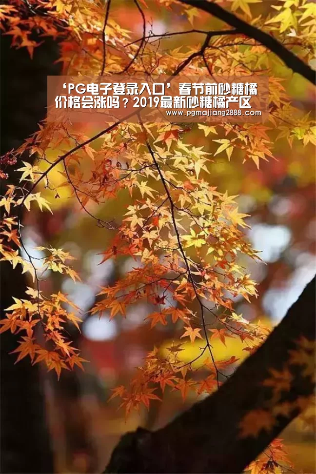 ‘PG电子登录入口’春节前砂糖橘价格会涨吗?2019最新砂糖橘产区收购行情汇总(图1) PG麻将游戏大厅